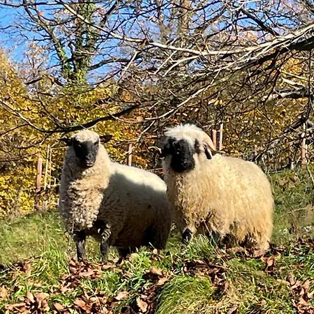 Reitterhof In Laufnitzdorf *