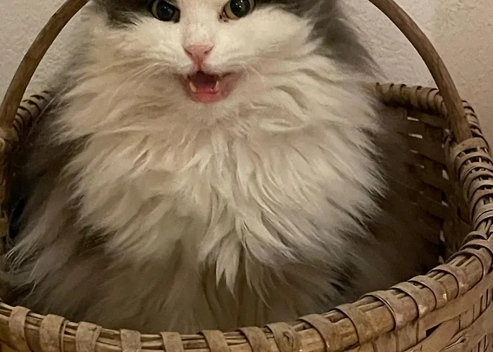 Reitterhof In Laufnitzdorf شقة *