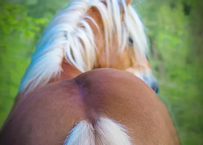 شقة Reitterhof In Laufnitzdorf *