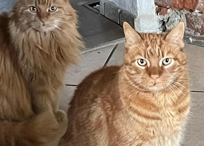 Reitterhof In Laufnitzdorf * 弗龙莱腾